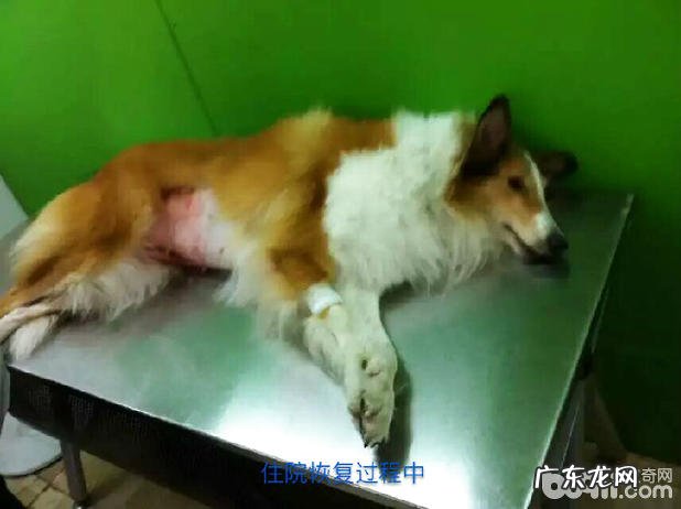 母狗子宫肌瘤造成 不孕症病例分析