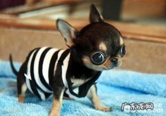 吉娃娃的疑难问题有什么