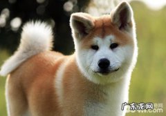 母狗不怀孕的原因有什么