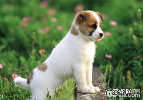 小狗水中毒该怎么办