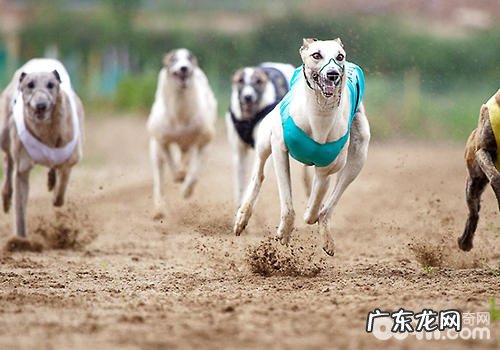 小狗水中毒该怎么办