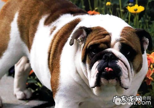 狗狗隐睾严重吗