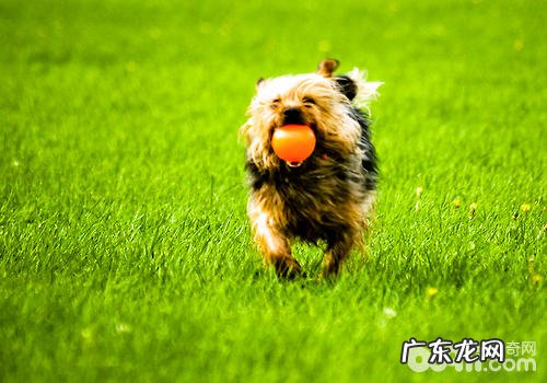 如何预防小狗脊椎坍塌