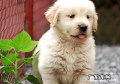 如何预防小狗脊椎坍塌