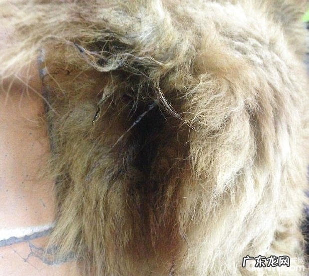 一例松狮串犬的口炎病例分析