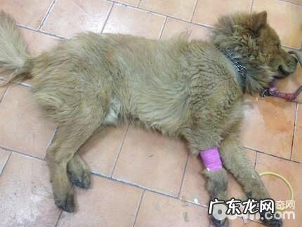 一例松狮串犬的口炎病例分析