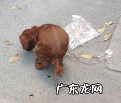 一例泰迪犬严重便秘的应急处置方法