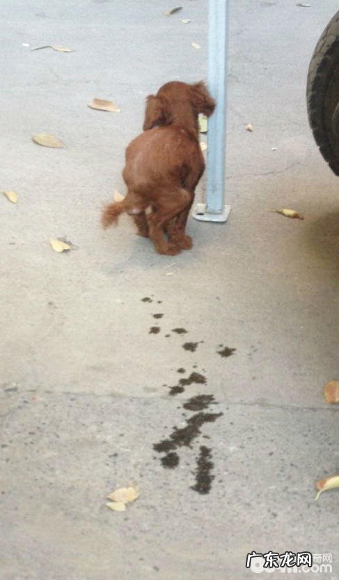 一例泰迪犬严重便秘的应急处置方法