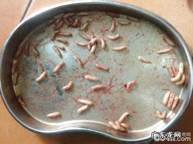 一例藏熬的犬蝇蛆病诊治与感受