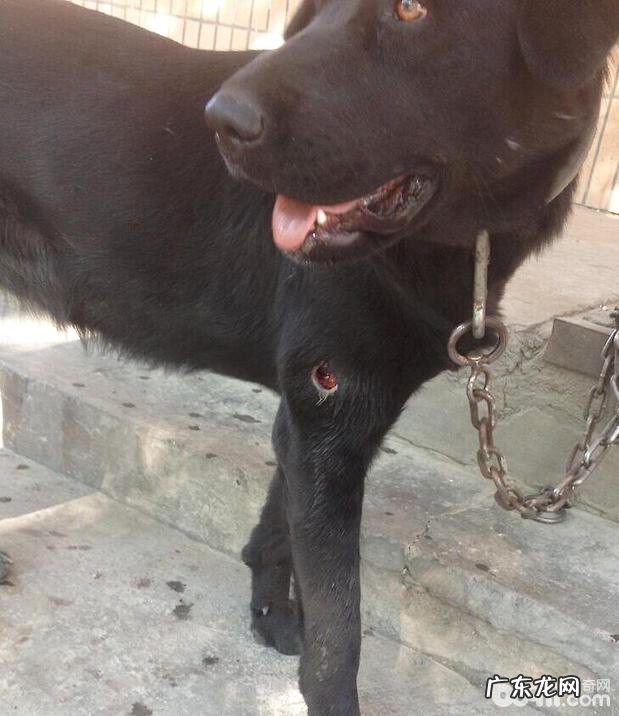 一例藏熬的犬蝇蛆病诊治与感受