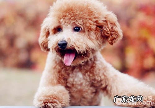 狗狗眼部负伤如何处理