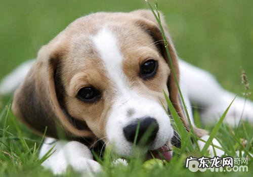 狗狗眼部负伤如何处理