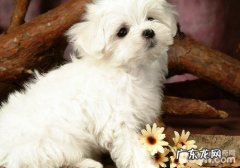 促进小狗泪腺代谢过少的要素有什么