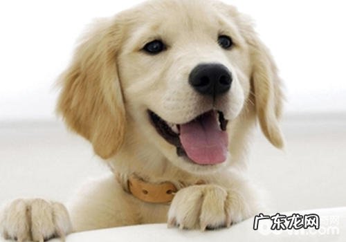 促进小狗泪腺代谢过少的要素有什么