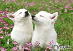 狗狗的配种标准有什么