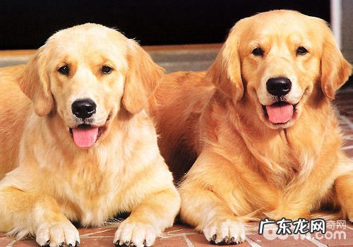 狗狗的配种标准有什么