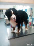 伯恩山犬子宫蓄脓的经典案例