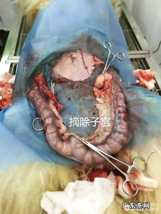 伯恩山犬子宫蓄脓的经典案例