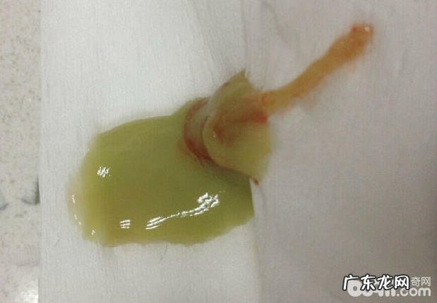 一例新生儿幼狗全身囊肿的解决