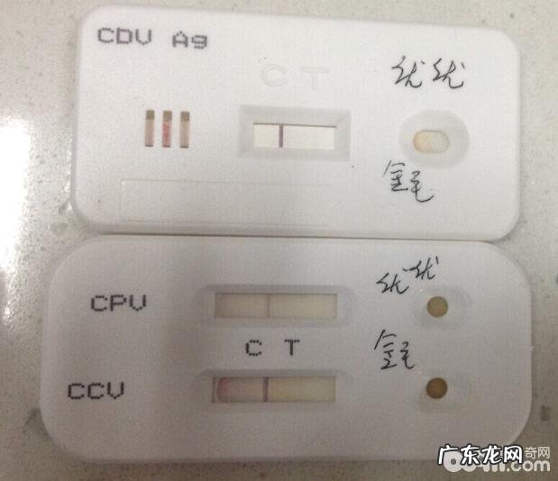 一例金毛的肠套叠整形术