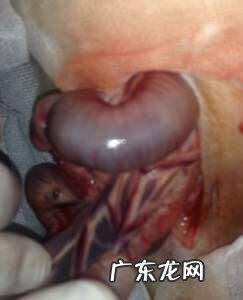 一例金毛的肠套叠整形术