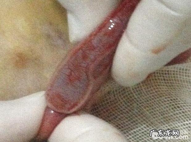 一例金毛的肠套叠整形术