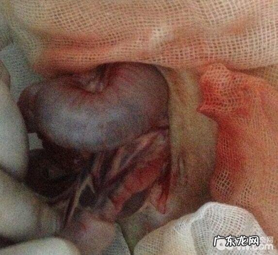 一例金毛的肠套叠整形术