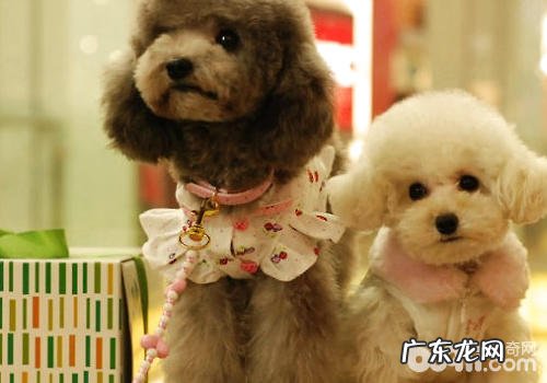 小狗常见好用药有什么