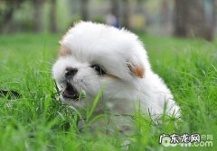 狗狗干咳作呕要多注意