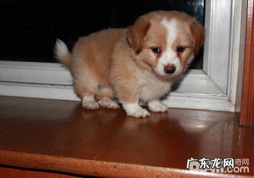 狗狗干咳作呕要多注意