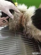 一例边境牧羊犬的伤口处理与保养