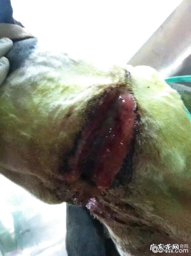 一例边境牧羊犬的伤口处理与保养