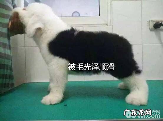 小宠物临床医学查验之一般查验