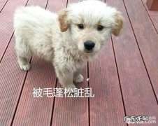 小宠物临床医学查验之一般查验