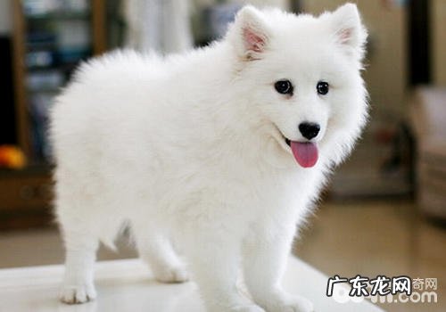 狗狗白内障要留意什么难题