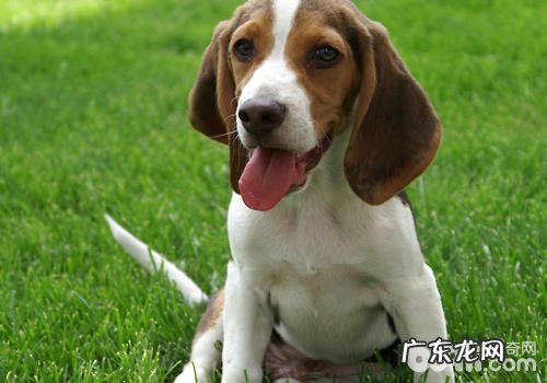 狗狗白内障要留意什么难题