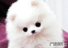 小狗应用滴眼液留意什么难题