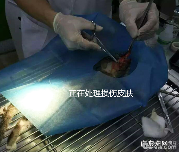 犬猫普遍的裂头蚴——蜱、蚤和虱