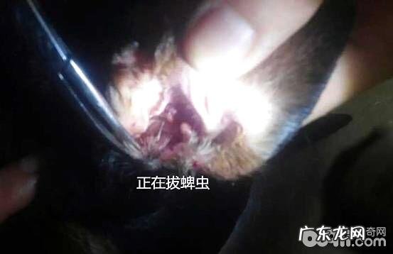 犬猫普遍的裂头蚴——蜱、蚤和虱