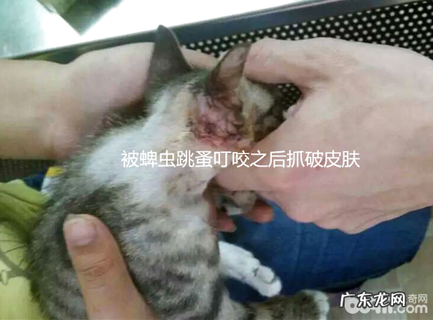 犬猫普遍的裂头蚴——蜱、蚤和虱