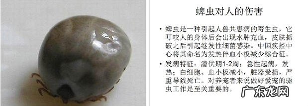 犬猫普遍的裂头蚴——蜱、蚤和虱