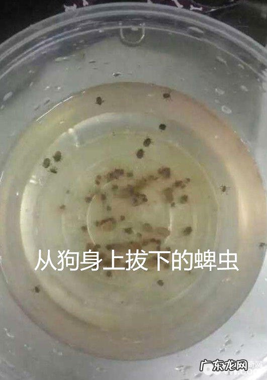 犬猫普遍的裂头蚴——蜱、蚤和虱