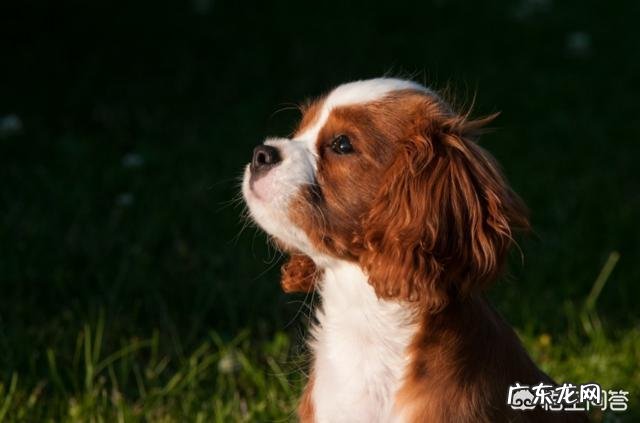 从医学的角度讲如何调理失眠的办法
