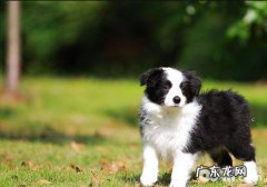 如何预防犬风湿症