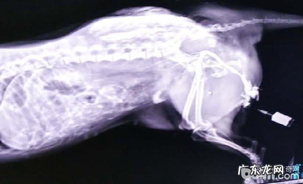 流浪犬的盆骨骨折并胫腓骨骨折病案