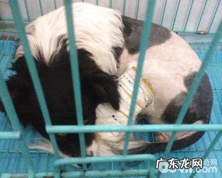 流浪犬的盆骨骨折并胫腓骨骨折病案