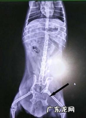 流浪犬的盆骨骨折并胫腓骨骨折病案
