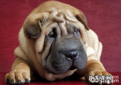 小狗汽车防冻液中毒了的解决