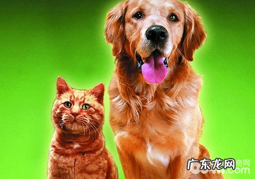 小狗汽车防冻液中毒了的解决