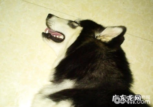 小狗中毒了后什么事能够做